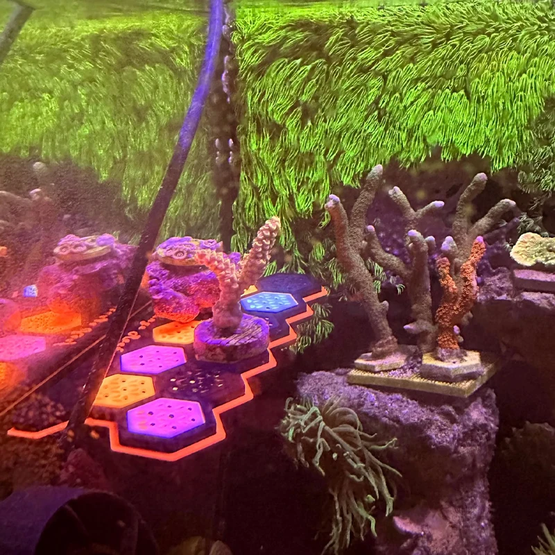 Soporte Magnético Fluorescente - Coral Frag Plug reseña y precio