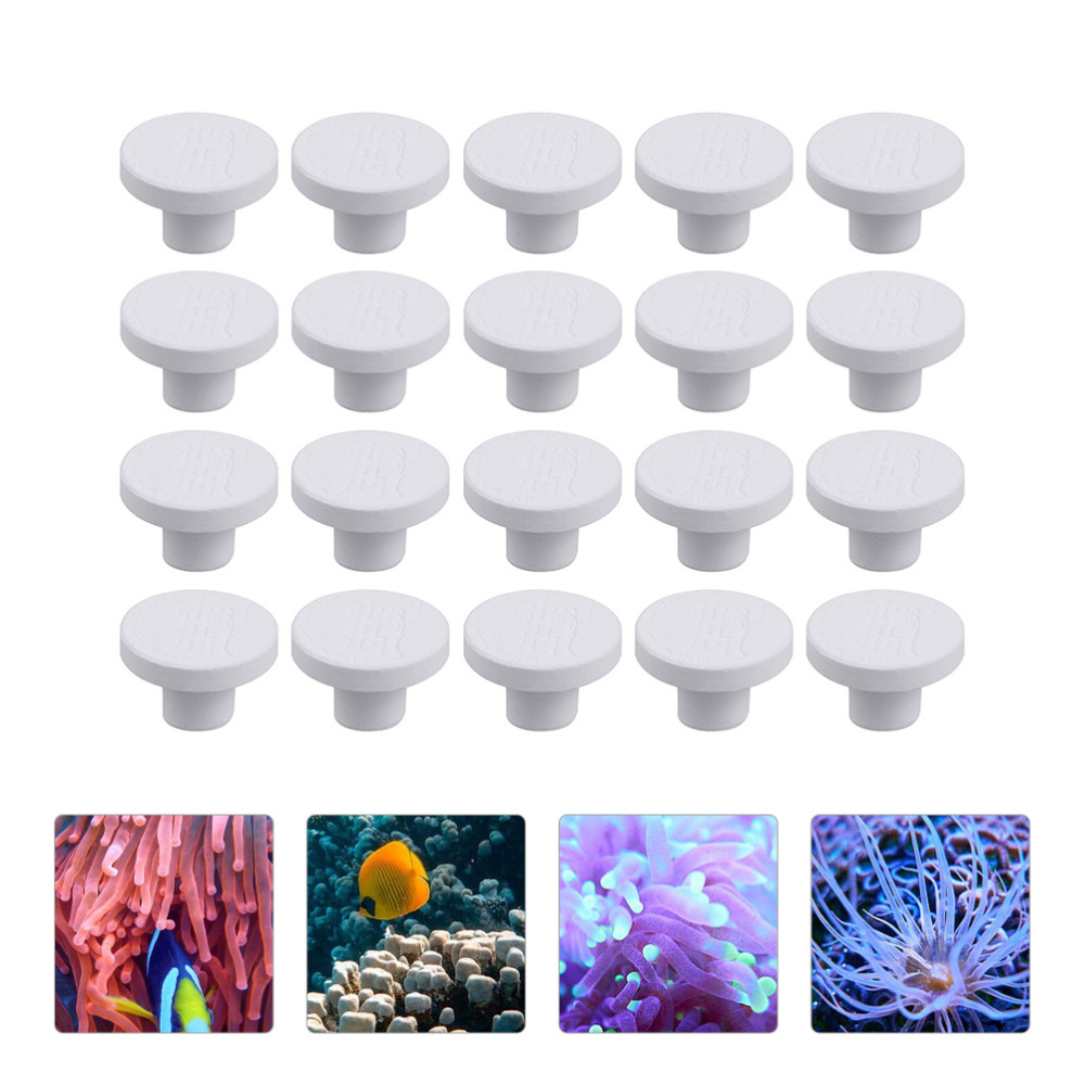 Base de Cerámica SPS para Frag - Coral Frag Plug reseña y precio
