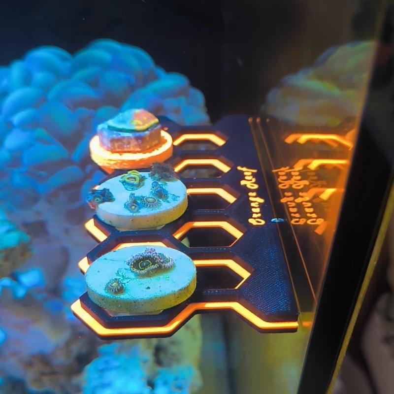 Soporte de tapones de Coral ma - Coral Frag Plug reseña y precio